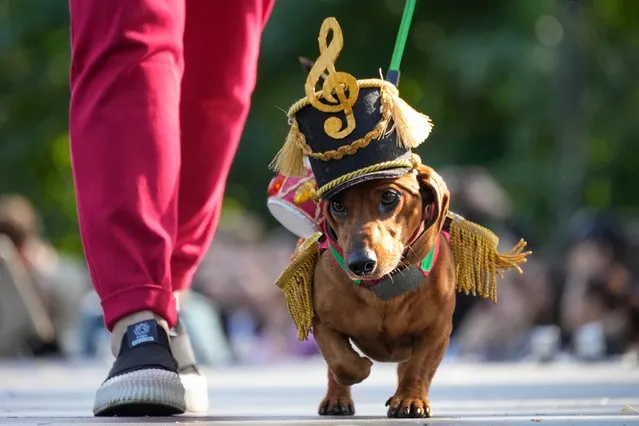 A woman walks a podium with her dachshund during a dachshund parade festival in St. Petersburg, Russia, Saturday, September 16, 2023. (Photo by Dmitri Lovetsky/AP Photo)