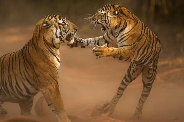 A fierce attack launched by a female Bengal tiger on a male counterpart in Bandhavgarh National Park in India in October 2023. (Photo by Andy Parkinson/Solent News)