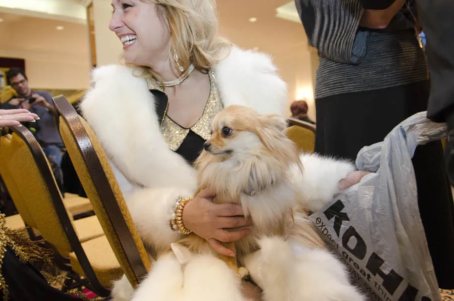 Dog Pageant by Sophie Gamand