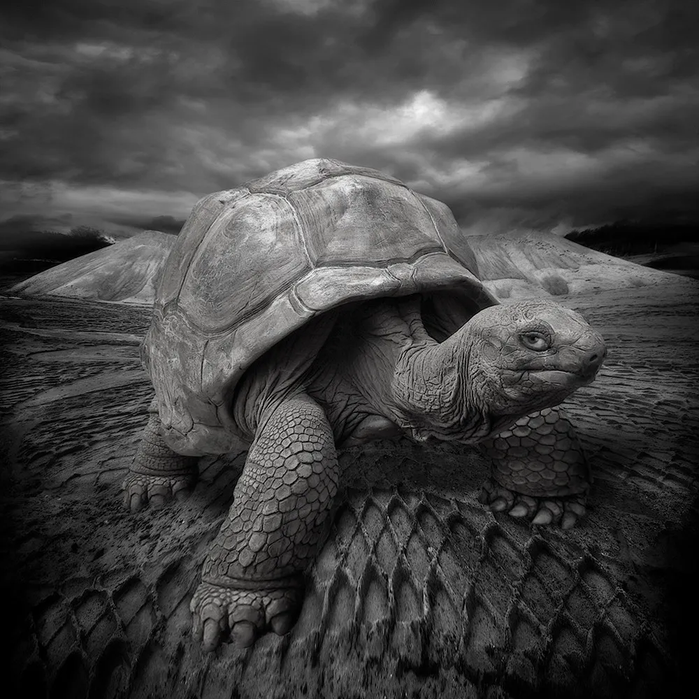 Photo Art by Yves Lecoq, Part 2