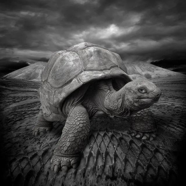 “Don't look at me, I'm not ready!!!!” (Photo and caption by Yves Lecoq)