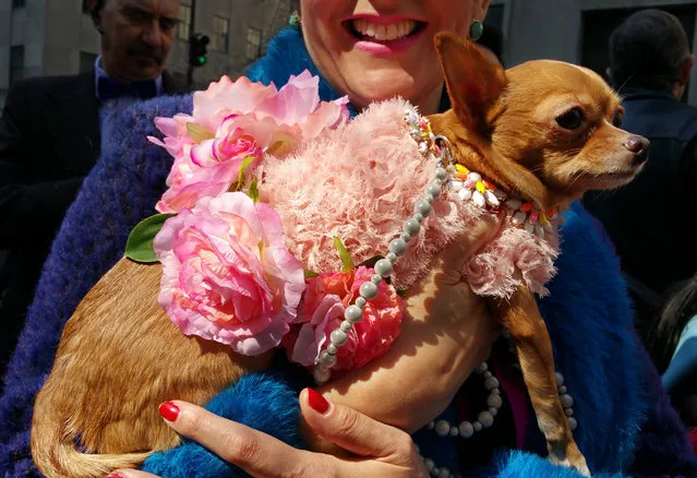 Carmen, a Chihuahua, is carried in the arms of her owner, Melissa Mejias on Sunday, April 5, 2015, during the annual Easter Parade on New York's Fifth Avenue. This year's Easter Parade bore little resemblance to the first one, which started in the 1880s as a strolling display of what prosperous New Yorkers wore to a handful of Fifth Avenue churches. (Photo by Verena Dobnik/AP Photo)