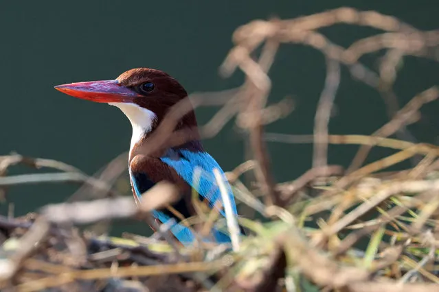 In this photograph taken on November 13, 2023, a white-throated kingfisher is pictured at the Sariska Tiger Reserve in Alwar district of India's Rajasthan state. (Photo by Sebastien Berger/AFP Photo)