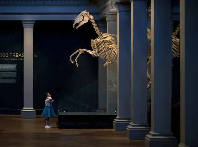 Night at the Museum: Summon of the horse, by Derek Zhang. Photo of the Year. Captured at the Australian Museum in Sydney, Zhang’s image of his three-year-old daughter staring in awe at a giant horse skeleton is a lucky storytelling moment. “Storytelling is always the core and pursuit of my photographic work”, he says. “That horse skeleton seems like a thousand feet taller than her from where she is!”. (Photo by Derek Zhang/Australia's 2018 Photographer of the Year by Panasonic)