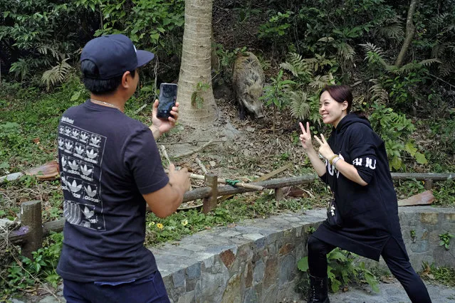In this Jan.uary 13, 2019, photo, local residents take a photo in front of a wild boar at a Country Park in Hong Kong. Like many Asian communities, Hong Kong ushers in the astrological year of the pig. That’s also good timing to discuss the financial center’s contested relationship with its wild boar population. A growing population and encroaching urbanization have brought humans and wild pigs into increasing proximity, with the boars making frequent appearances on roadways, housing developments and even shopping centers. (Photo by Vincent Yu/AP Photo)