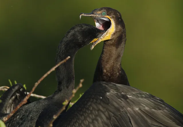 In this April 9, 2015 photo, an immature anhinga reaches inside an adult anhinga's mouth during nesting season at the Wakodahatchee Wetlands in Delray Beach, Fla. More than 150 species of birds have been seen at the site.  (AP Photo/J Pat Carter)