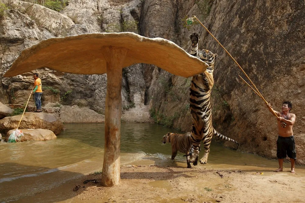Thailand's Tiger Temple