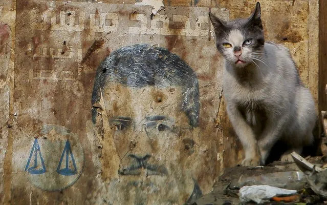 A cat stands near a defaced presidential campaign poster of ousted President Mohammed Morsi in Cairo, Egypt, Wednesday, Jan. 8, 2014. The judge in the trial of Egypt's former Islamist president has ordered the hearings adjourned until Feb. 1 after bad weather prevented bringing Morsi to court. (Photo by Amr Nabil/AP Photo)