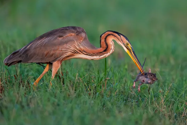 Bird behaviour, silver winner: The Face of Death, Massimiliano Apollo, Italy. In northern Italy in late summer, prior to migrating south, purple herons try to feed as much as possible and take advantage of the abundance of prey present in the rice fields. (Photo by Massimiliano Apollo/2021 Bird Photographer of the Year)