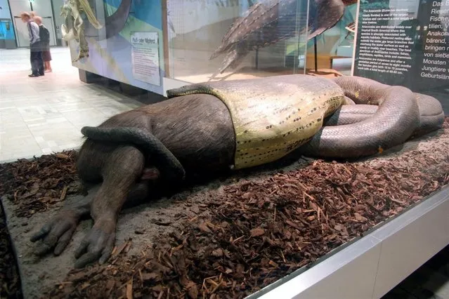 giant boa constrictor extinct