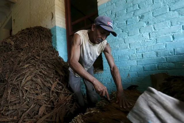 Mario Estrada, 57, works at the Congreso Campesino tobacco factory in San Juan y Martinez, Pinar del Rio province, Cuba, March 1, 2016. (Photo by Reuters/Stringer)