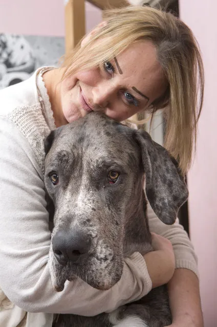 Britain's biggest dog, 18 month old great Dane, Freddy seen with it's owner Claire Stoneman at their home in Southend-on-Sea, Essex, England. (Photo by Matt Writtle/Barcroft Media)