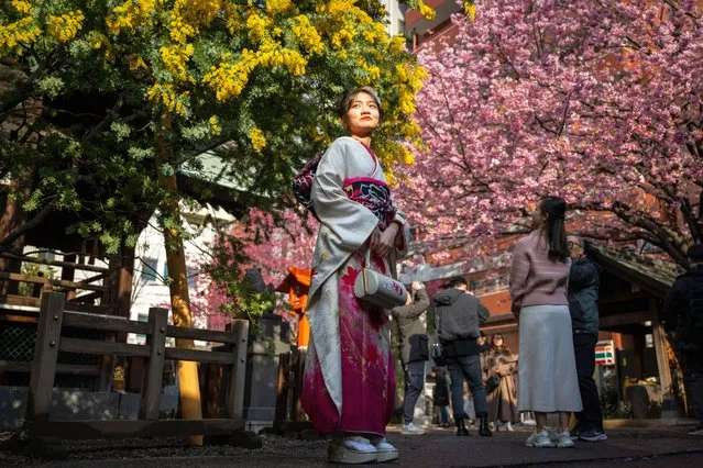 A woman in Kimono poses for photos in front of mimosa and cherry blossom trees in Tokyo on March 8, 2024. (Photo by Yuichi Yamazaki/AFP Photo)
