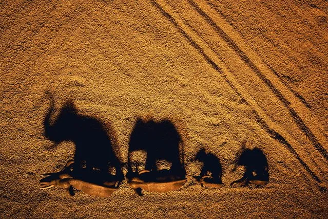 Elephant shadows on cat sand. (Photo by Julia Wimmerlin/Caters News)