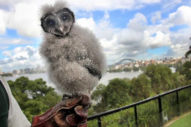 An adorable baby owl has proved to be a real heart-breaker thanks to its heart-shaped head. Although Griffin the Lesser Sooty Owl might look like a feather duster, the tiny eight-week old chick will soon be ready to fly. And the heart outline that surrounds his giant eyes and beak means he is set to be the star of the bird show at Taronga Zoo, Sydney. (Photo by Caters News Agency)