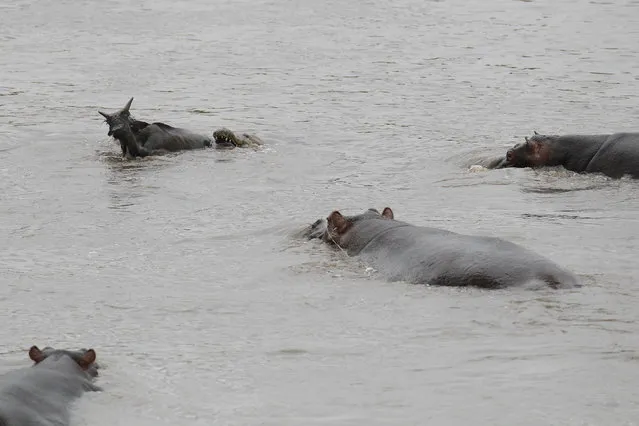 Another hippo notices the struggling animal and makes its way through the water. (Photo by Vadim Onishchenko/Caters News)