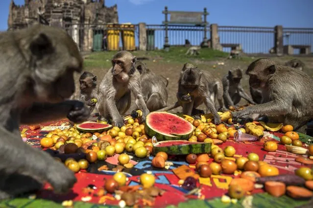 Monkeys eat fruit given to them by locals and tourists during the Lopburi Monky Festival on November 28, 2021 in Lop Buri, Thailand. (Photo by Lauren DeCicca/Getty Images)