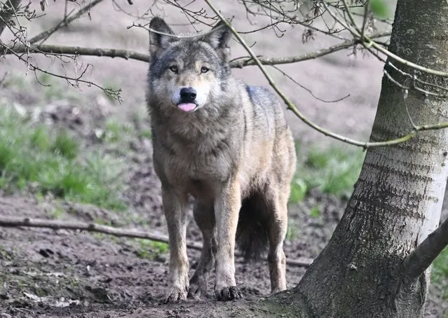 A wolf (canis lupus) walks in its enclosure in the wildlife park Tripsdrill near Cleebronn, southern Germany on March 21, 2024. (Photo by Thomas Kienzle/AFP Photo)