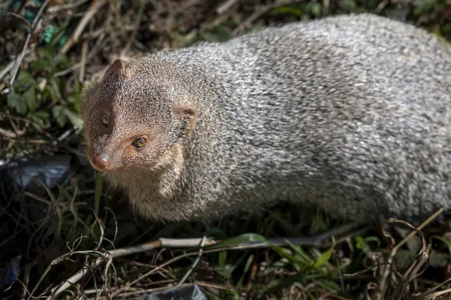 An Indian Grey Mongoose foraging on a mountain slope reacts to camera in Dharmsala, India, Sunday, January 19, 2020. (Photo by Ashwini Bhatia/AP Photo)