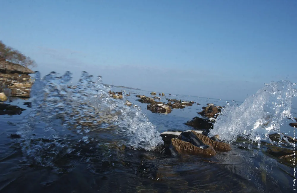 The Giant Clam A.K.A. Tridacna Gigas