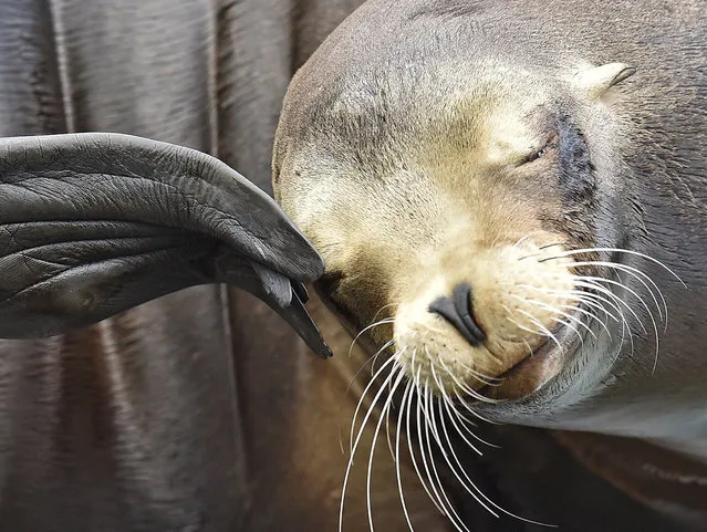 A seal scratches its eye at the zoo in Gelsenkirchen, Germany, on a spring Wednesday, May 20, 2015. (Photo by Martin Meissner/AP Photo)