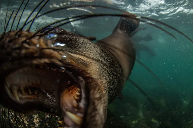 A seal playfully tries to bite the camera, taken on February 2016 in Plettenberg Bay, South Africa. (Photo by Rainer Schimpf/Barcroft Media)