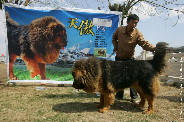 Tibetan Mastiff