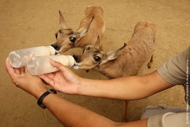 Two rare Peninsular pronghorns