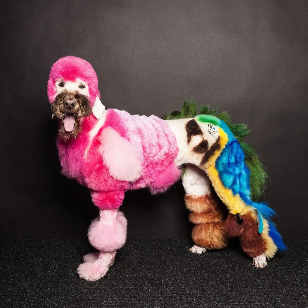 Dogs Get Decked in Colorful Dyes