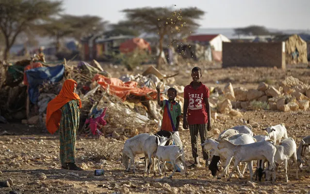 In this photo taken Thursday, March 9, 2017, boys throw food to feed their goats in a camp for the displaced in Qardho in Somalia's semiautonomous northeastern state of Puntland. (Photo by Ben Curtis/AP Photo)