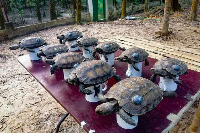 This handout photograph taken on December 19, 2021 and released by Turtle Survival Alliance (TSA) shows Asian giant tortoises before their release into the wild in an effort to revive the near extinct animal, at a forest in Chittagong. (Photo by Turtle Survival Alliance/AFP Photo)