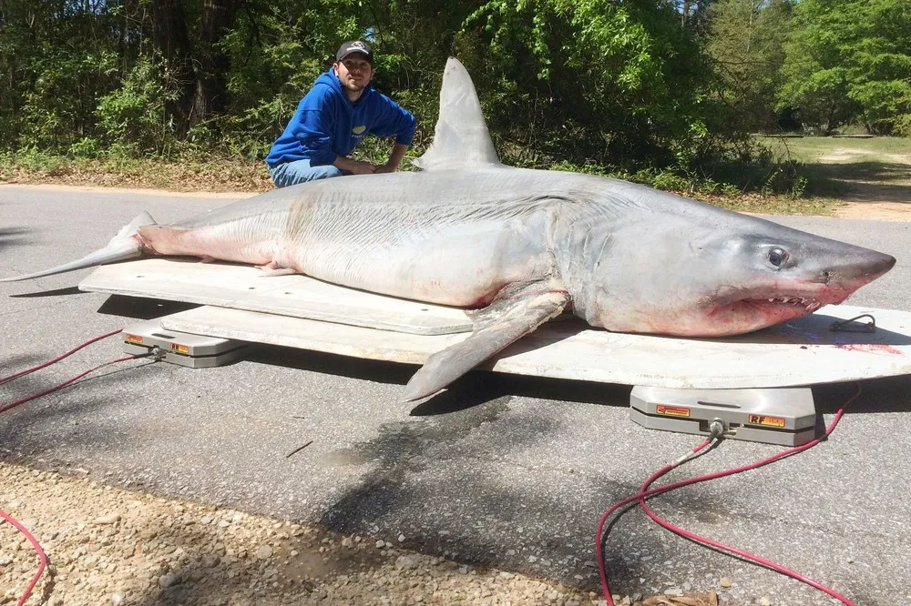 Fisherman Catch Record Breaking Mako Shark