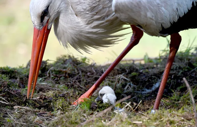 A stork cares for its chicks in their nest at the Eekholt wildlife park near Grossenaspe, northern Germany, on May 2, 2016. (Photo by Carsten Rehder/AFP Photo/DPA)