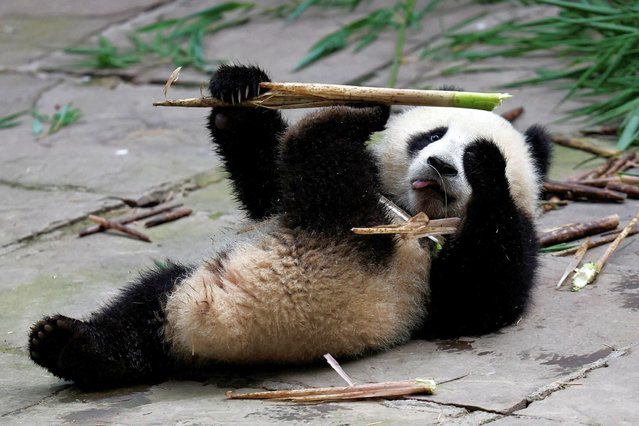 A cub of giant panda Ran Ran eats bamboo shoot at Ya'an Bifengxia Base of China Conservation and Research Center for the Giant Panda during an organised media tour in Ya'an, Sichuan province, China,  on June 12, 2024. (Photo by Tingshu Wang/Reuters)