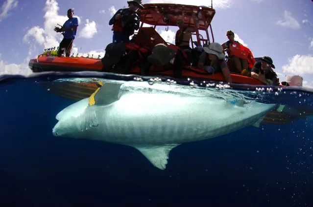 In this July 2007 image provided by the University of Hawaii's Institute of Marine Biology, a team of researchers from the university tags a large tiger shark near Lisianski Island in the Northwestern Hawaiian Islands. The researchers released a 2-year study Thursday, May 19, 2016 looking at tiger shark activity around Maui after a number of shark bites in 2012 and 2013 prompted the state to commisson further research. This shark, while not part of this specific study, is an example of some of the sharks the team has handled during their research. (Photo by Luis Roch, University of Hawaii's Institute of Marine Biology via AP Photo)
