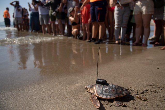 A baby Loggerhead sea turtle carries a tracking device at Puerto Banus beach in Marbella on July 23, 2024. Due to climate change, the Mediterranean Sea is one of the seas that has warmed the most, and the presence of loggerhead turtles has increased in these waters. (Photo by Jorge Guerrero/AFP Photo)