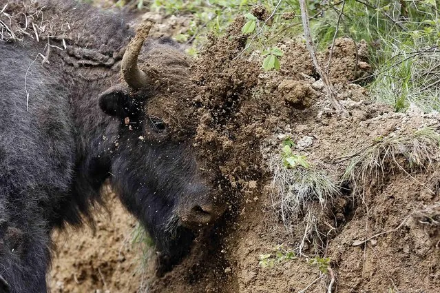 An European bison (Bison bonasus) rubs its face in dirt after being relocated to Armenis, Tarcu Mountains, southwestern Romania, May 17, 2014. The bison, Europe's largest living wild land mammal, has been extinct in the area for 200 years. Seventeen bison were brought here from Sweden, Germany, Italy, Belgium and Romania, in the biggest-ever bison transportation and reintroduction to have taken place in Europe, according to the World Wide Fund for Nature (WWF) and Rewilding Europe environmental organisations. (Photo by Bogdan Cristel/Reuters)