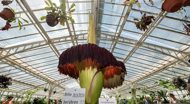 The blossom of a titan arum at the botanical garden in Munich, Germany, 26 May 2016. Because of the rare and short blossoming of the “biggest flower in the world”, the botanical garden opens its green houses on Thursday and Friday until midnight. (Photo by Sven Hoppe/EPA)