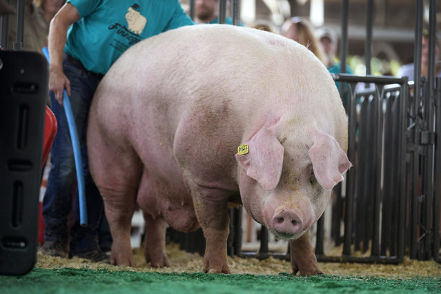 Finnegan, owned by Bryan Britt, of Monticello, Iowa, is lead into the ring before the Big Boar contest at the Iowa State Fair, Thursday, August 8, 2024, in Des Moines, Iowa. (Photo by Charlie Neibergall/AP Photo)