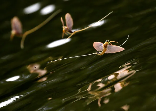 Long-tailed mayflies (Palingenia longicauda) mate on the surface of the Tisza river in Tiszainoka, Hungary on June 16, 2017. Millions of these short-lived mayflies engage in a frantic rush to mate and reproduce before they perish in just a few hours. (Photo by Laszlo Balogh/Reuters)