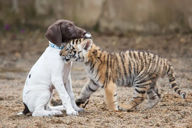 Best friends, “Hunter”, a seven-week-old tiger, plays with Chelsea, a ten-week-old German Pointer puppy, at The Farm Inn on December 19, 2014, in Pretoria, South Africa. An adorable Bengal Tiger cub has become best pals with a puppy. The inseparable duo are taken for walks together every day – where they play-fight, wrestle and stalk one another through the grass. Three-month-old tiger “Hunter” was born at The Farm Inn Wildlife Sanctuary in Pretoria, South Africa. (Photo by Greatstock/Barcroft Media)