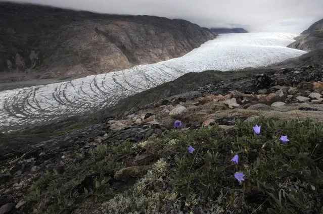 Wildflowers bloom on a hill overlooking the Narsarsuaq glacier in southern Greenland. (Photo by Bob Strong/Reuters)