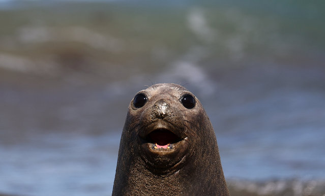 An elephant seal takes a sunbath on a beach, in Pico Sayago, in the Patagonian province of Chubut, Argentina on September 26, 2024. (Photo by Agustin Marcarian/Reuters)