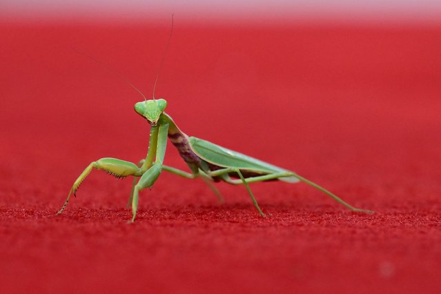 A praying mantis is pictured on the red carpet before the arrival of the cast of the movie “April” presented in competition during the 81st International Venice Film Festival at Venice Lido, on September 5, 2024. (Photo by Marco Bertorello/AFP Photo)