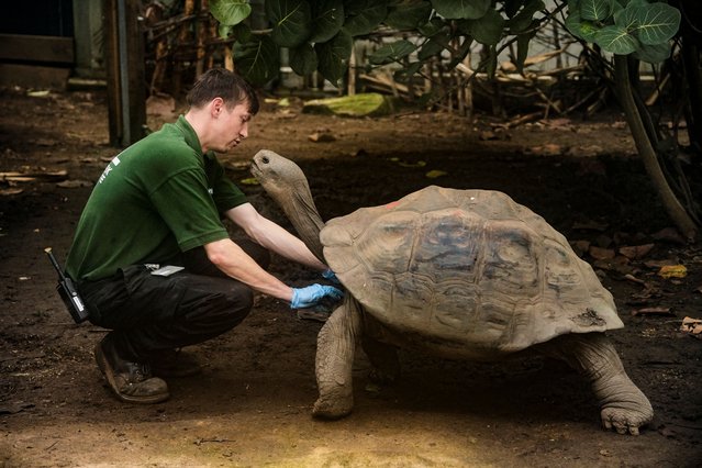 London Zoo's giant Galapagos tortoise Priscilla is inspected by zoo keeper Jamie Mitchell as part of a new course of weight training to mark World Reptile Day, in London, Britain, on October 21, 2024. (Photo by Will Russell/Reuters)