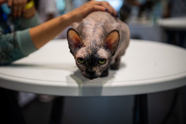 A cat and its breeder look participate in a show by the WCF (World Cat Federation) in Budapest, Hungary, 03 November 2024. (Photo by Zoltan Balogh/EPA/EFE)