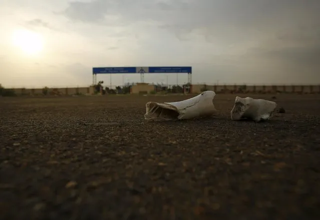 Bones of dead animals lie in a road outside the Jaisalmer Airport in desert state of Rajasthan, India, August 13, 2015. (Photo by Anindito Mukherjee/Reuters)