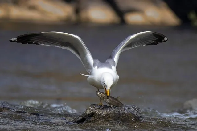 A seagull cathces a pearl mullet, an endemic fish species found only in Lake Van in the east of Turkiye, in Van, Turkiye on May 29, 2022. Pearl mullets living in Lake Van migrate to fresh waters by swimming against the flow of water to breed between April 15 and July 15 every year. (Photo by Necmettin Karaca/Anadolu Agency via Getty Images)