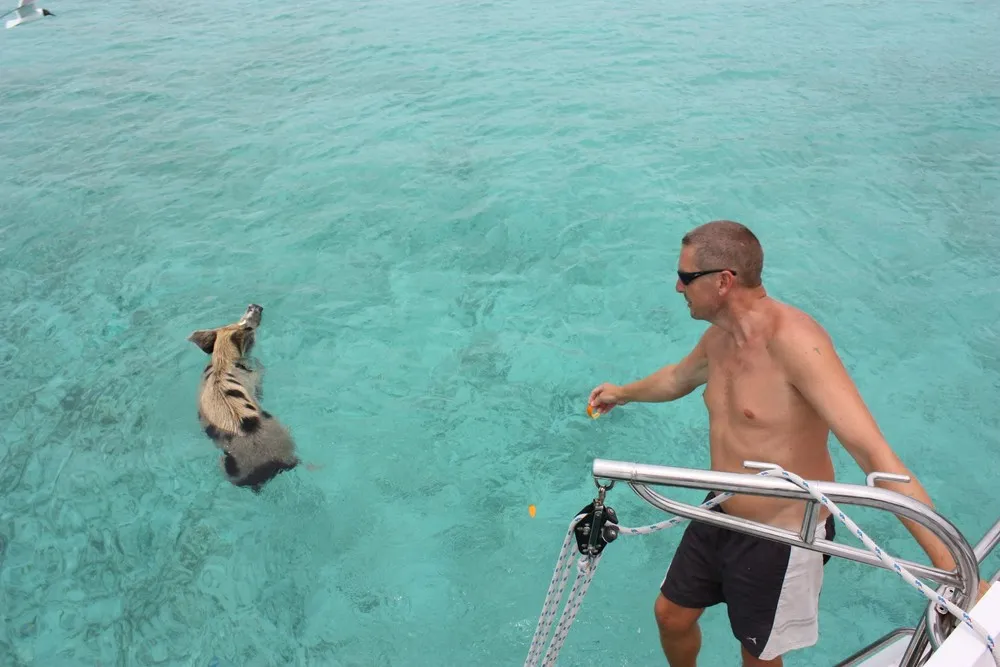 Swimming Pig off the Island of Big Major Cay