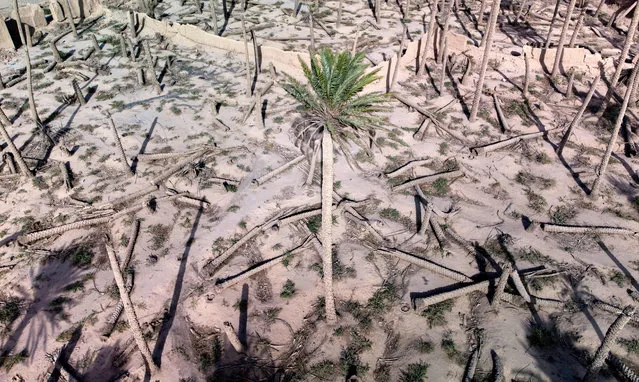 This aerial view shows a healthy palm tree standing in a damaged grove in the town of Badra in Iraq's eastern province of Wasit near the Iranian border, on July 5, 2022. Once known as the “country of 30 million palm trees”, and home to 600 varieties of the fruit, Iraq's date production has been blighted by decades of conflict and environmental challenges, including drought, desertification and salinisation. (Photo by Asaad Niazi/AFP Photo)
